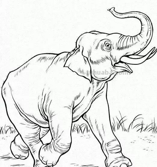 动物简笔画高清线稿，适合孩子画的简笔画