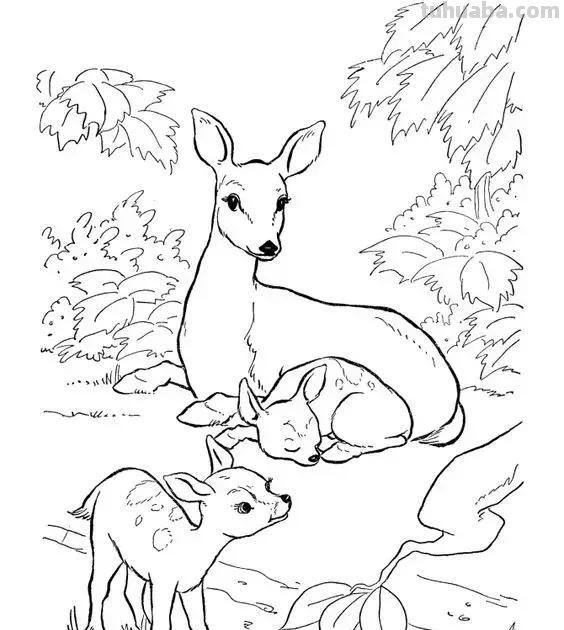 动物简笔画高清线稿，适合孩子画的简笔画