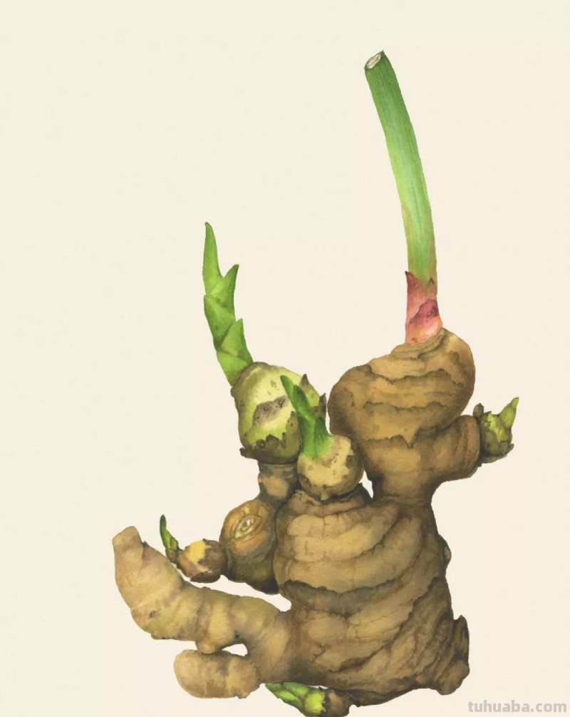 干货｜15种水彩画技法，拿去练！