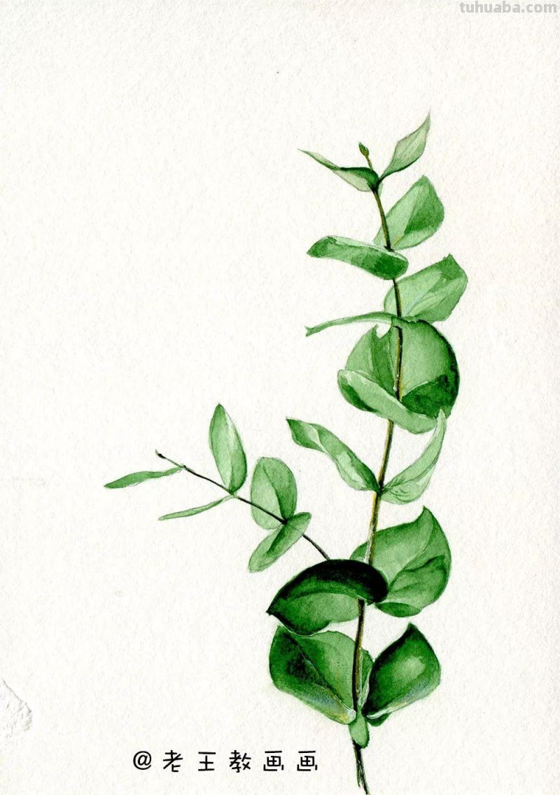 水彩基础教程来了，周末画一画