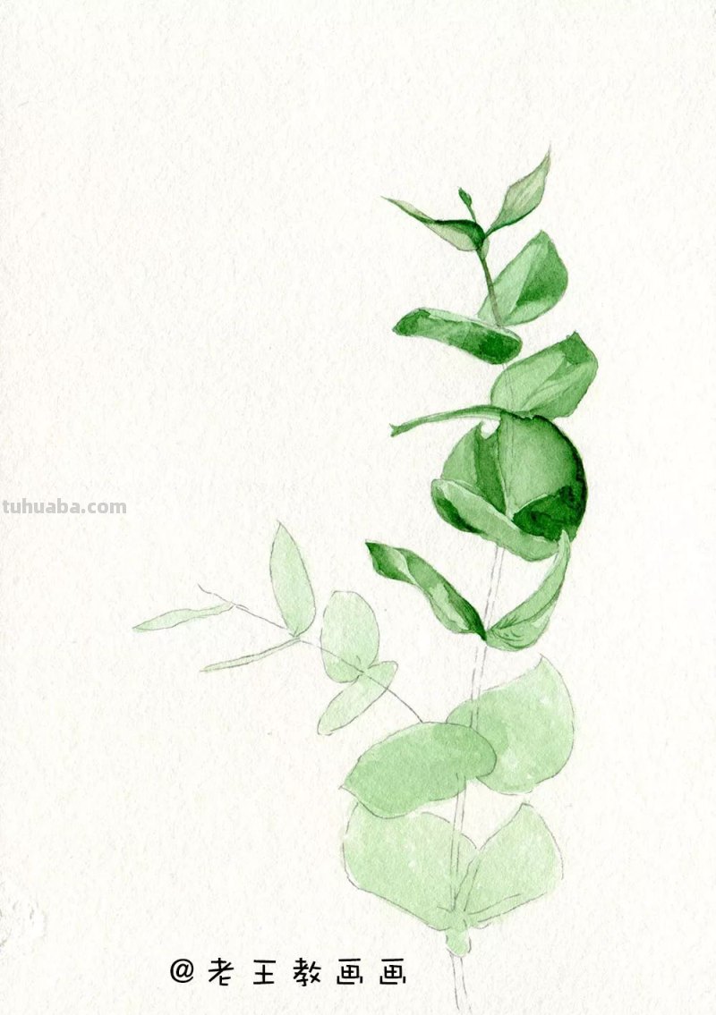 水彩基础教程来了，周末画一画