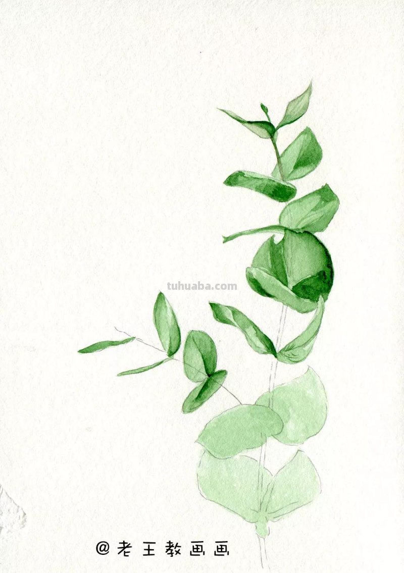 水彩基础教程来了，周末画一画