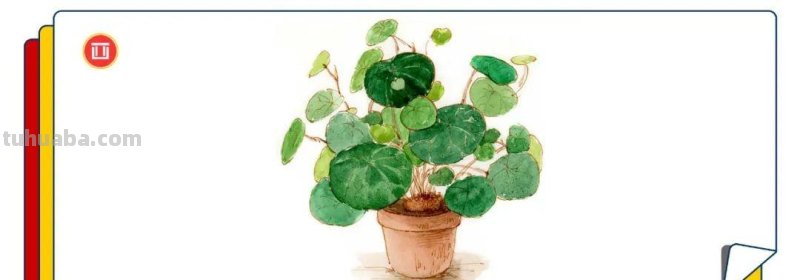 零基础小白也能画好水彩，教你画一盆植物