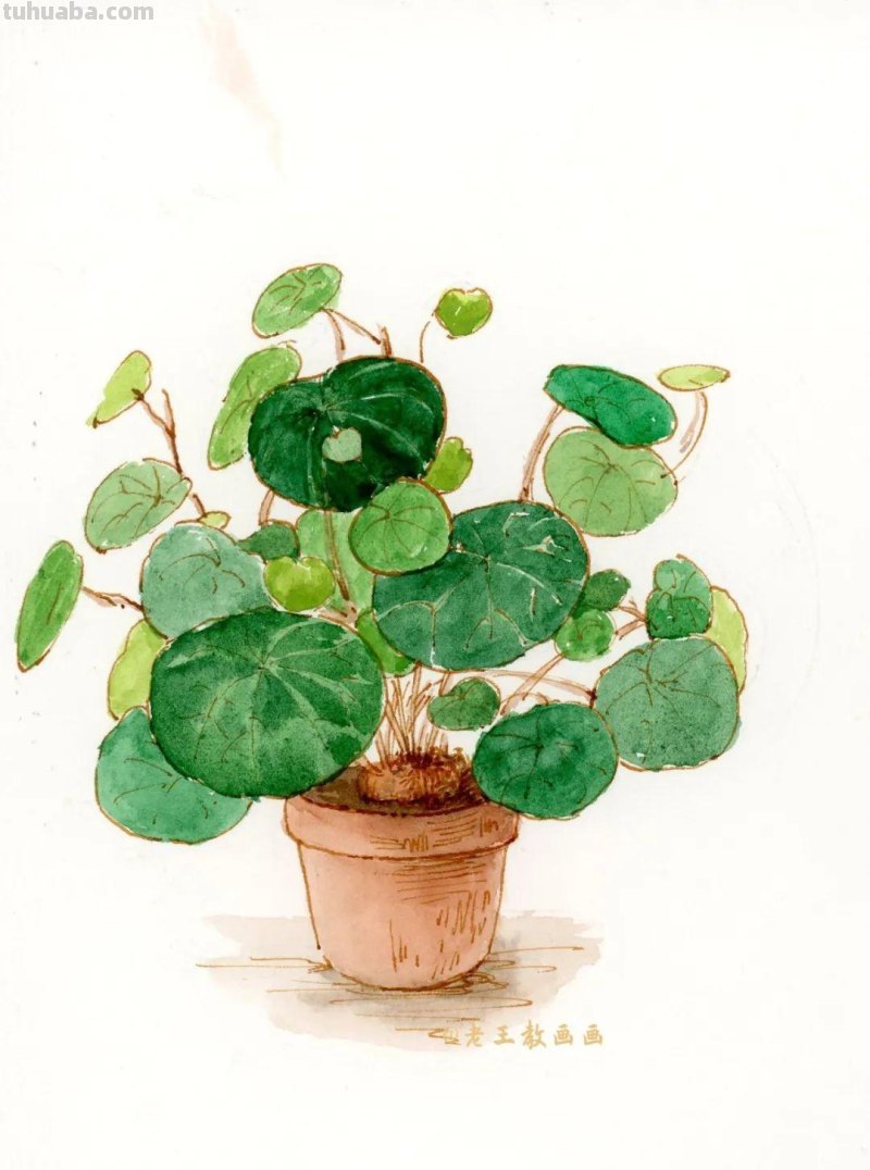 零基础小白也能画好水彩，教你画一盆植物