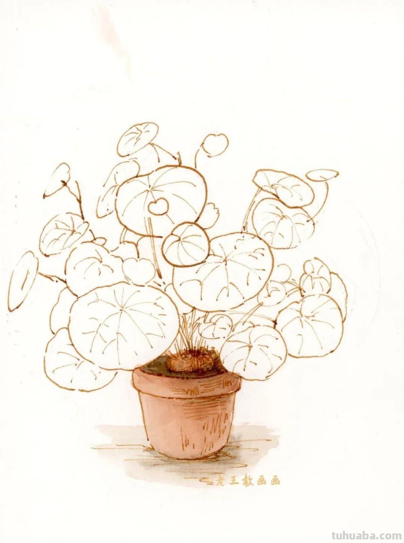 零基础小白也能画好水彩，教你画一盆植物