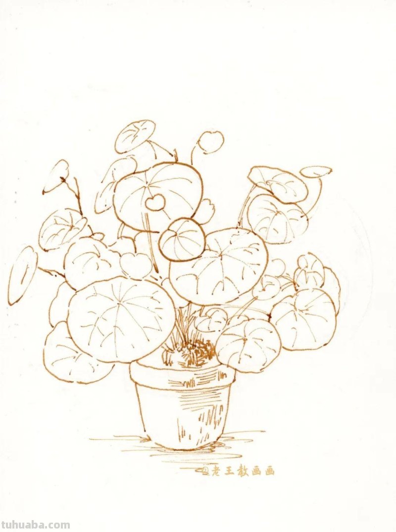 零基础小白也能画好水彩，教你画一盆植物
