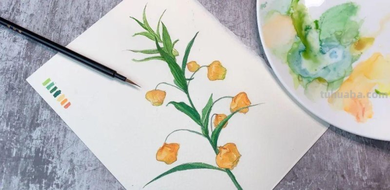 画画，要干脆利索！5步教你花朵水彩花卉
