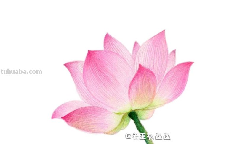 荷花那么美,教你用彩铅画一朵荷花 荷花那么美,教你用彩铅画一朵荷花