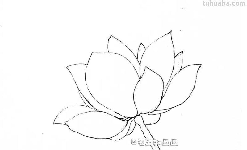 荷花那么美,教你用彩铅画一朵荷花 荷花那么美,教你用彩铅画一朵荷花