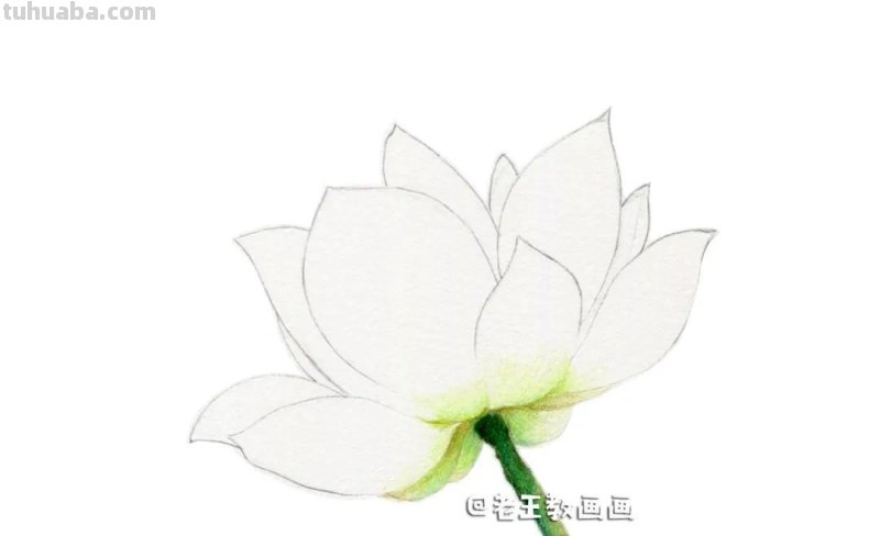 荷花那么美,教你用彩铅画一朵荷花 荷花那么美,教你用彩铅画一朵荷花