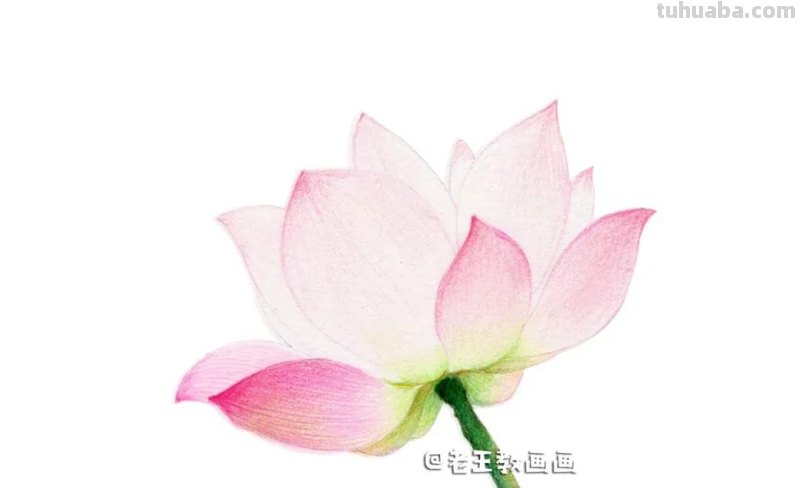 荷花那么美,教你用彩铅画一朵荷花 荷花那么美,教你用彩铅画一朵荷花