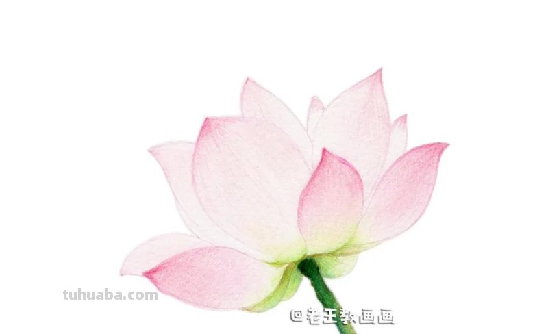 荷花那么美,教你用彩铅画一朵荷花 荷花那么美,教你用彩铅画一朵荷花