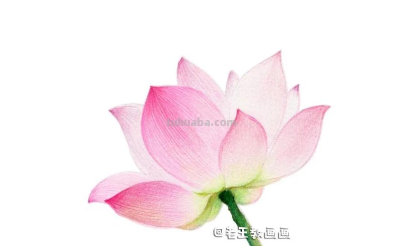 荷花那么美,教你用彩铅画一朵荷花 荷花那么美,教你用彩铅画一朵荷花