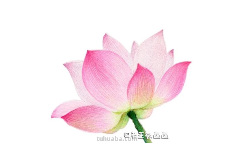 荷花那么美,教你用彩铅画一朵荷花 荷花那么美,教你用彩铅画一朵荷花