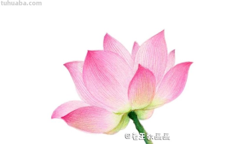 荷花那么美,教你用彩铅画一朵荷花 荷花那么美,教你用彩铅画一朵荷花
