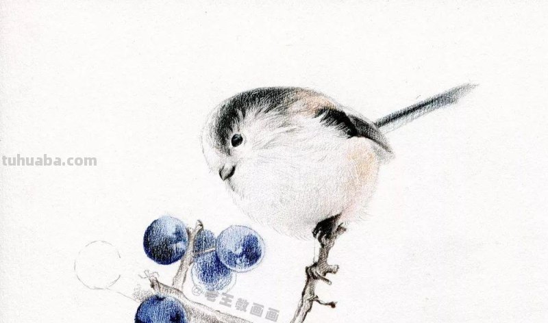如何用彩铅画小鸟,这是最简单的教程 如何用彩铅画小鸟,这是最简单的教程