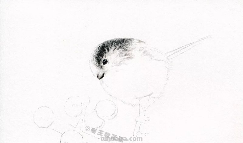 如何用彩铅画小鸟,这是最简单的教程 如何用彩铅画小鸟,这是最简单的教程