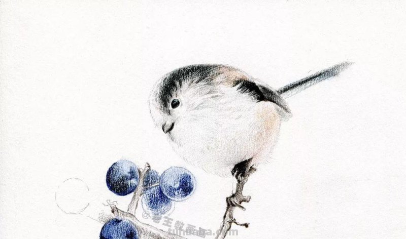 如何用彩铅画小鸟,这是最简单的教程 如何用彩铅画小鸟,这是最简单的教程