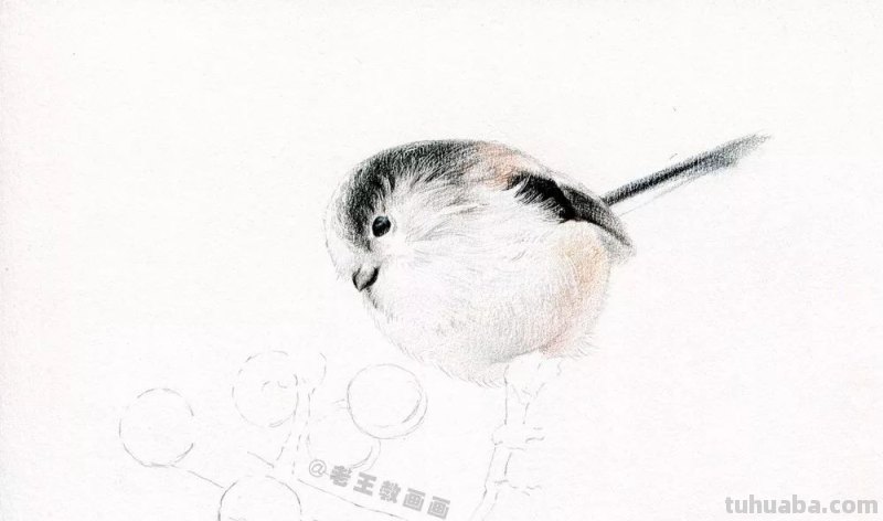 如何用彩铅画小鸟,这是最简单的教程 如何用彩铅画小鸟,这是最简单的教程