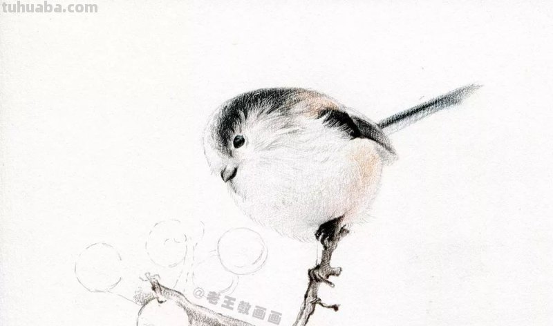 如何用彩铅画小鸟,这是最简单的教程 如何用彩铅画小鸟,这是最简单的教程