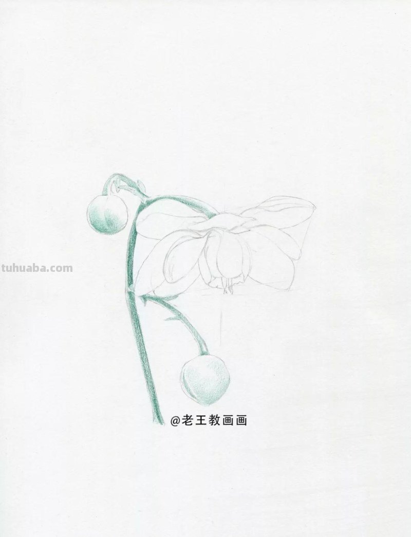 人人都能学会的入门彩铅教程
