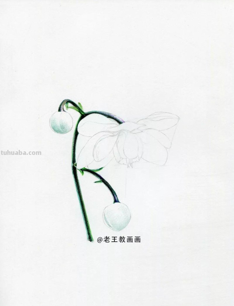 人人都能学会的入门彩铅教程