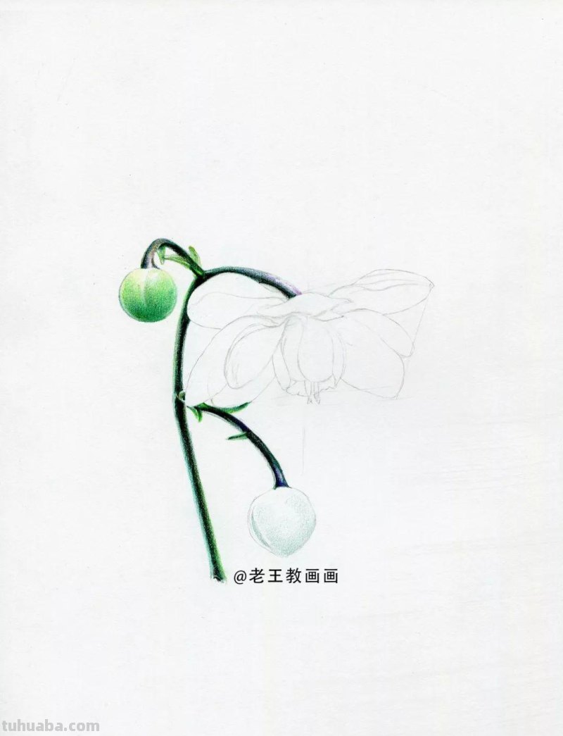 人人都能学会的入门彩铅教程
