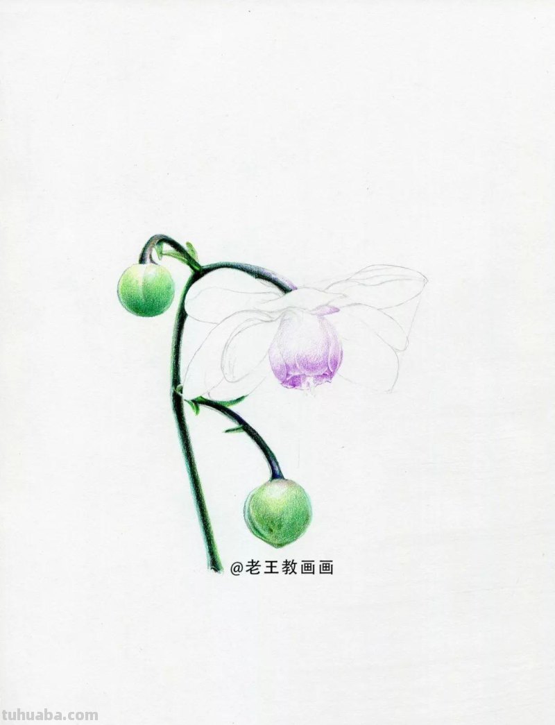 人人都能学会的入门彩铅教程