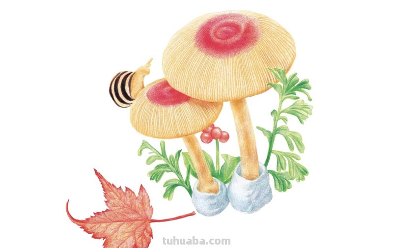 12张优质彩铅画临摹资料，简单易学