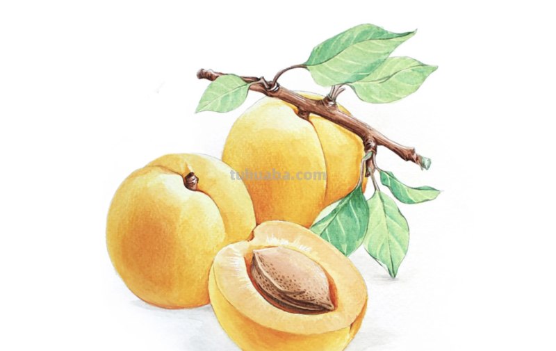 12张优质彩铅画临摹资料，简单易学
