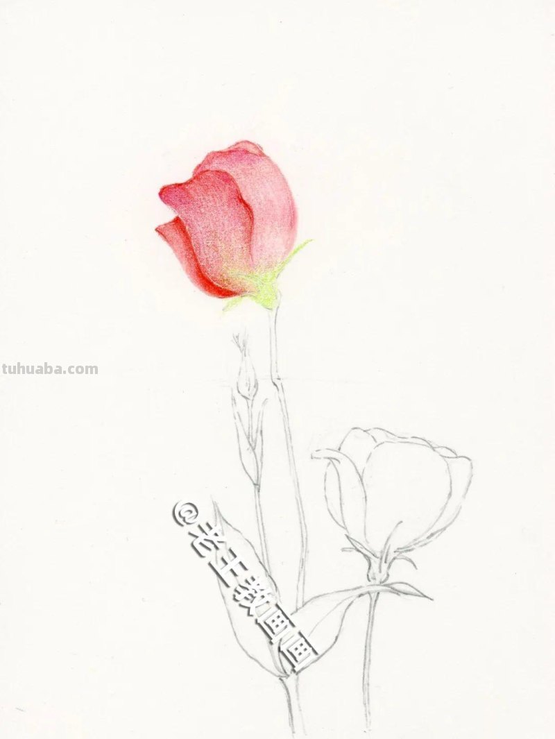 彩铅画出来的花卉，生动形象