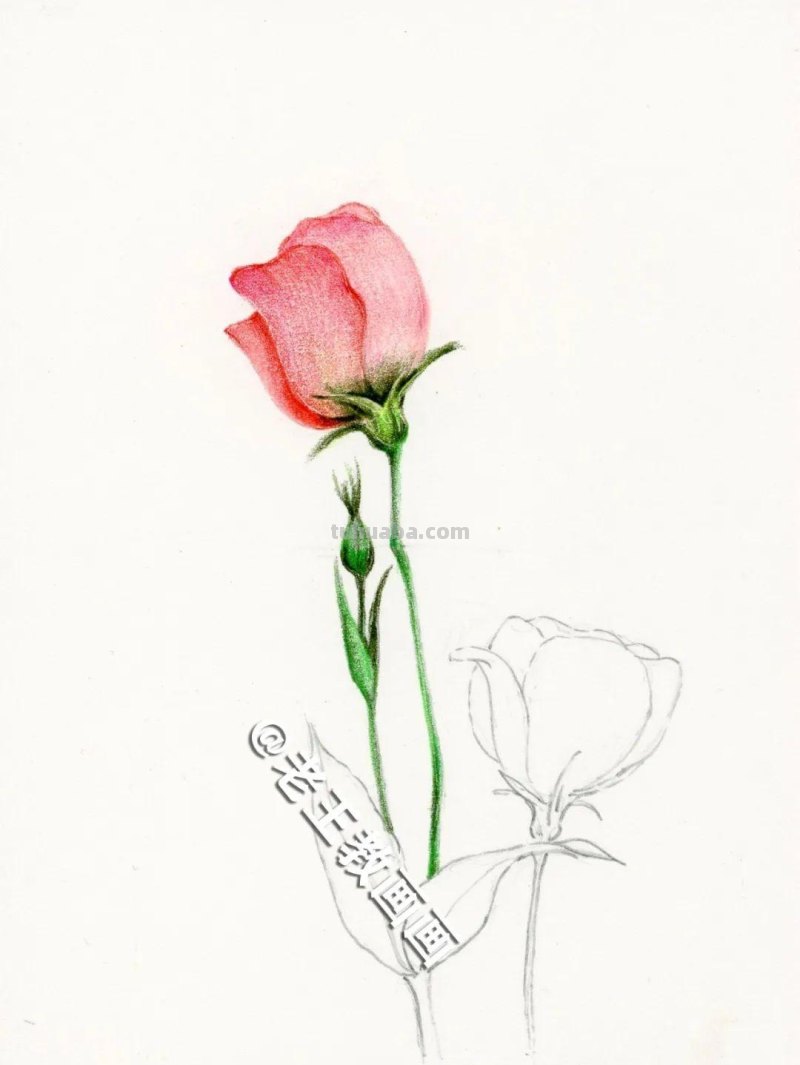 彩铅画出来的花卉，生动形象