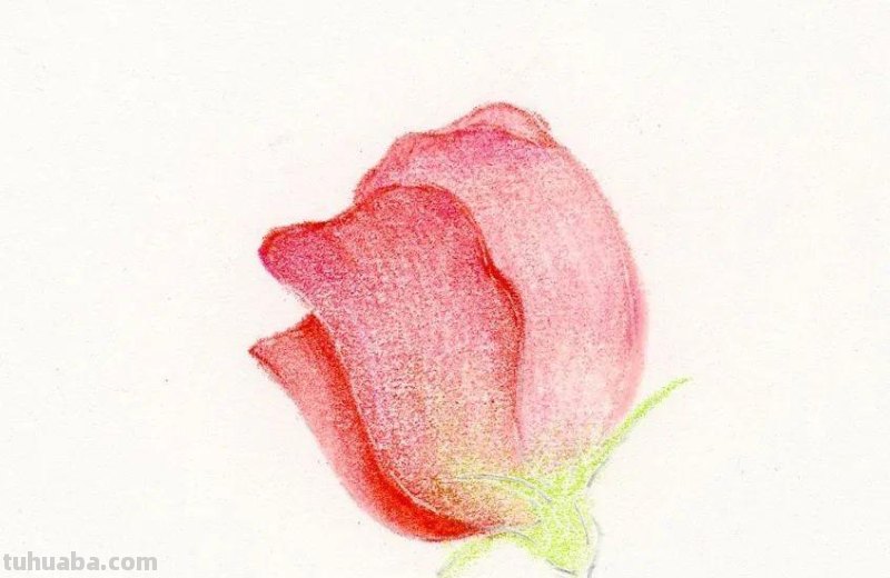 彩铅画出来的花卉，生动形象