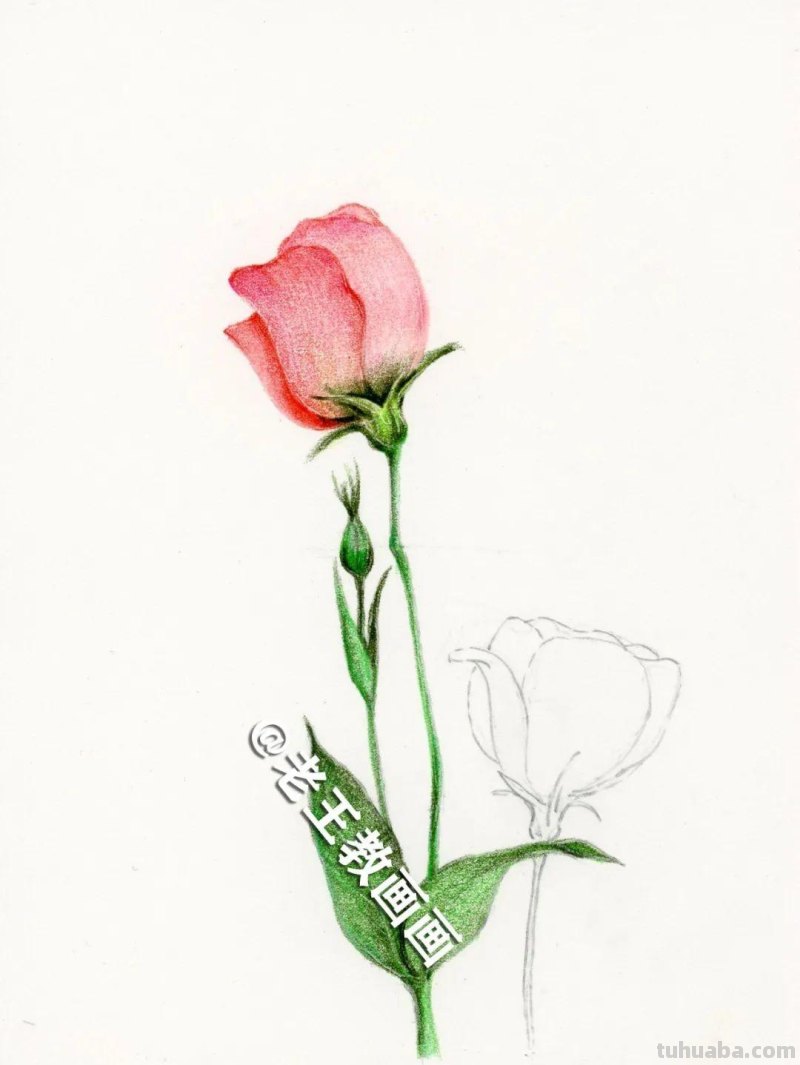 彩铅画出来的花卉，生动形象