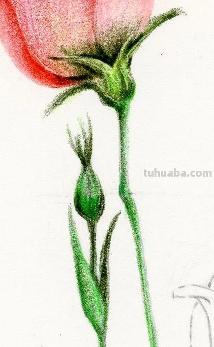 彩铅画出来的花卉，生动形象