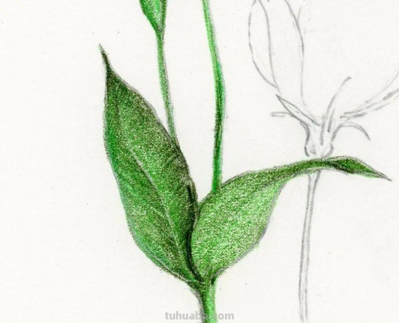 彩铅画出来的花卉，生动形象