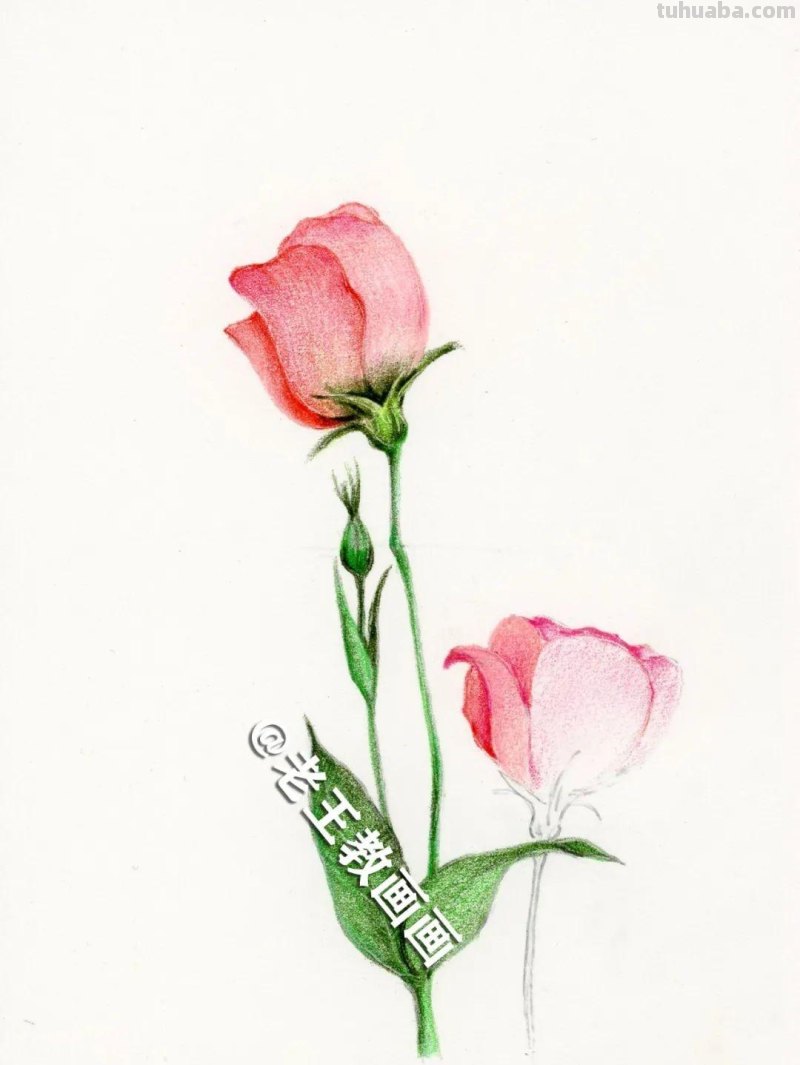 彩铅画出来的花卉，生动形象