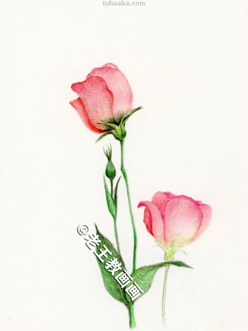 彩铅画出来的花卉，生动形象