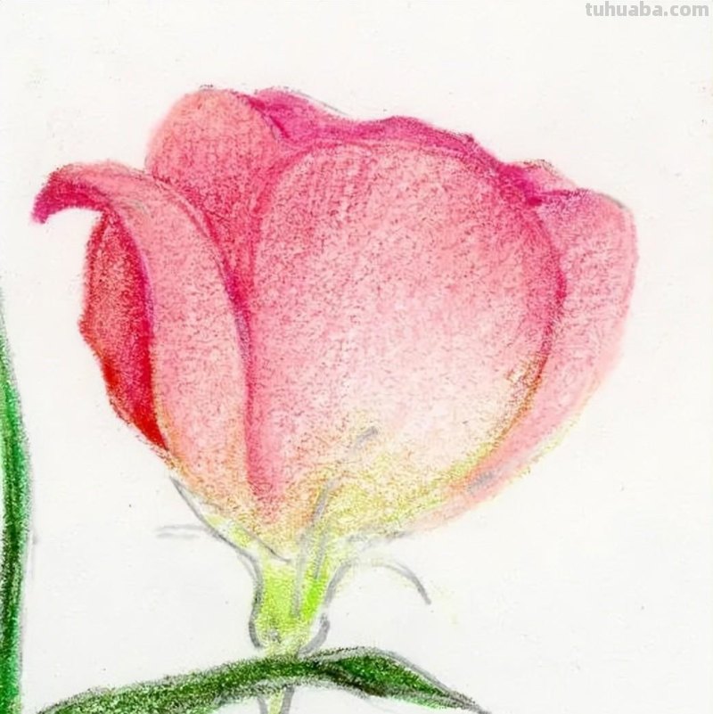 彩铅画出来的花卉，生动形象