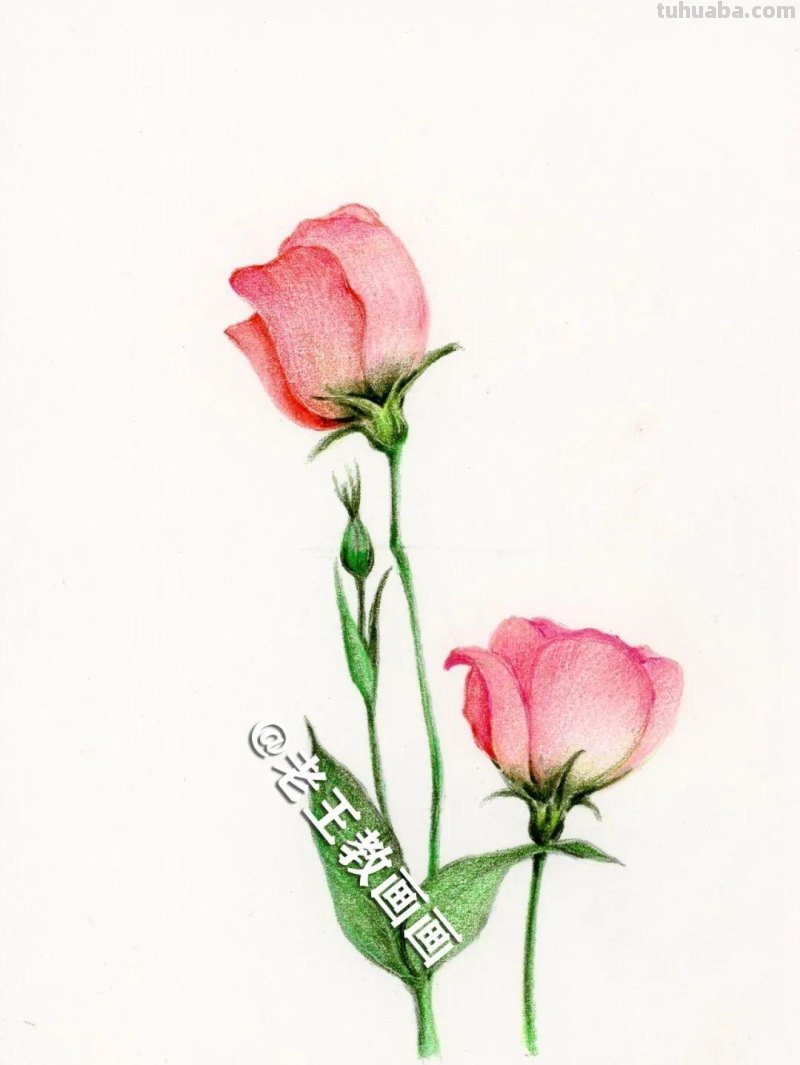彩铅画出来的花卉，生动形象