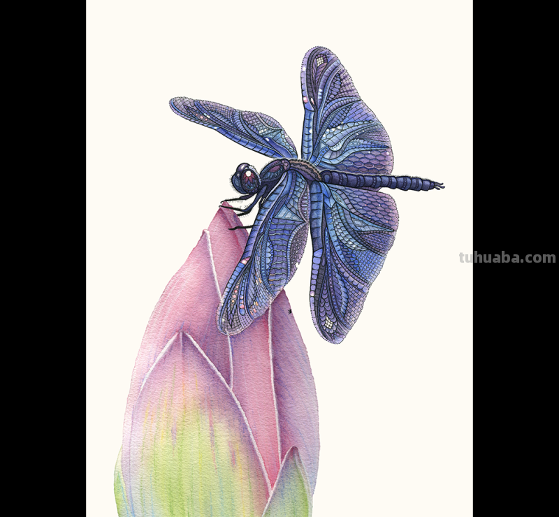 水彩与抽象图案结合绘制，创作出个性鲜明的动物插画，繁复精致
