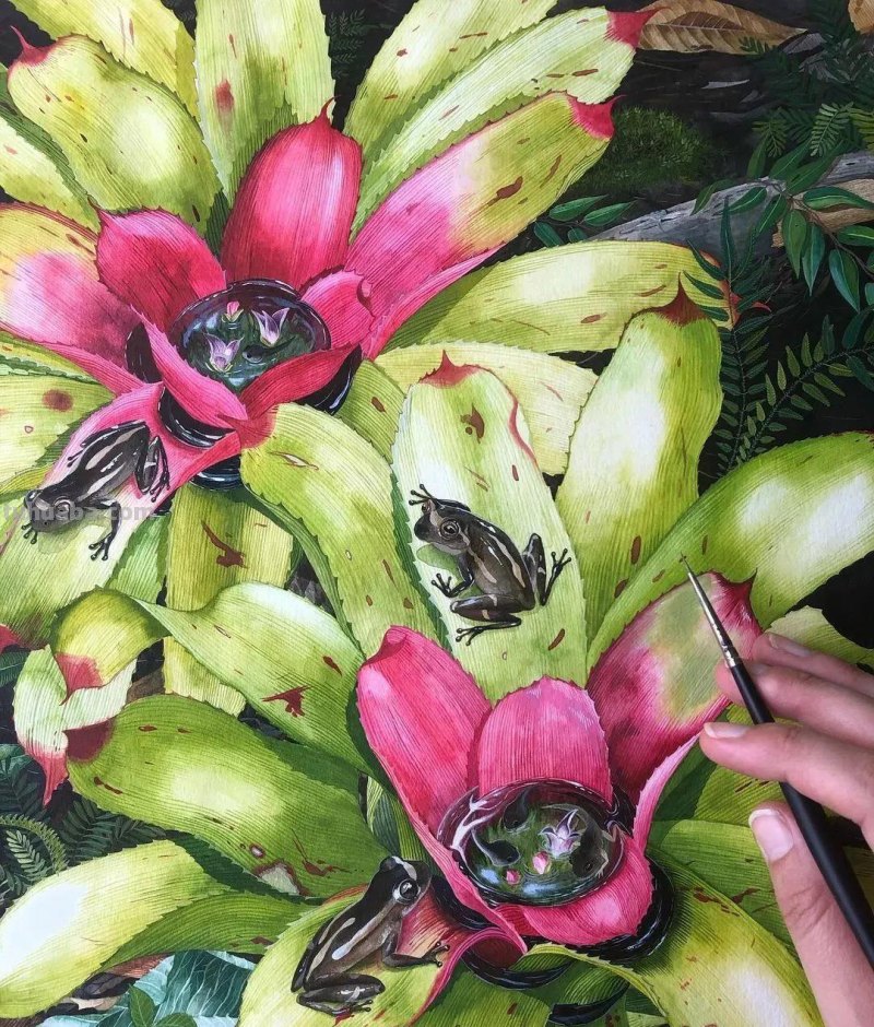 水彩插画—水彩里的动物世界，神奇的色彩