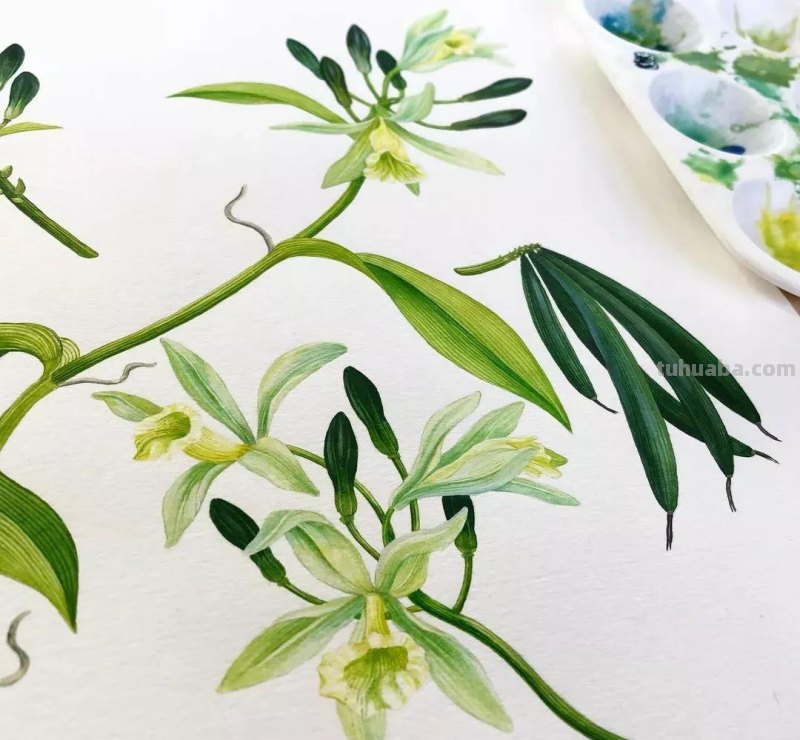 水彩插画—水彩里的动物世界，神奇的色彩