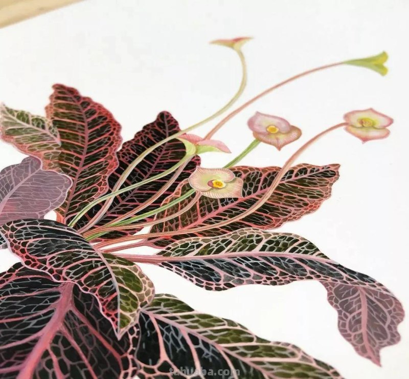 水彩插画—水彩里的动物世界，神奇的色彩