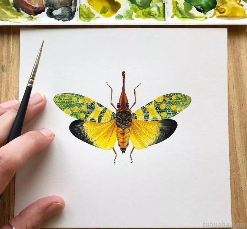 水彩插画—水彩里的动物世界，神奇的色彩