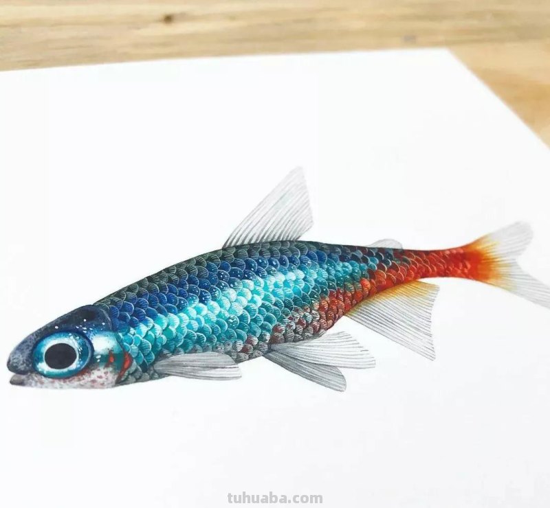 水彩插画—水彩里的动物世界，神奇的色彩