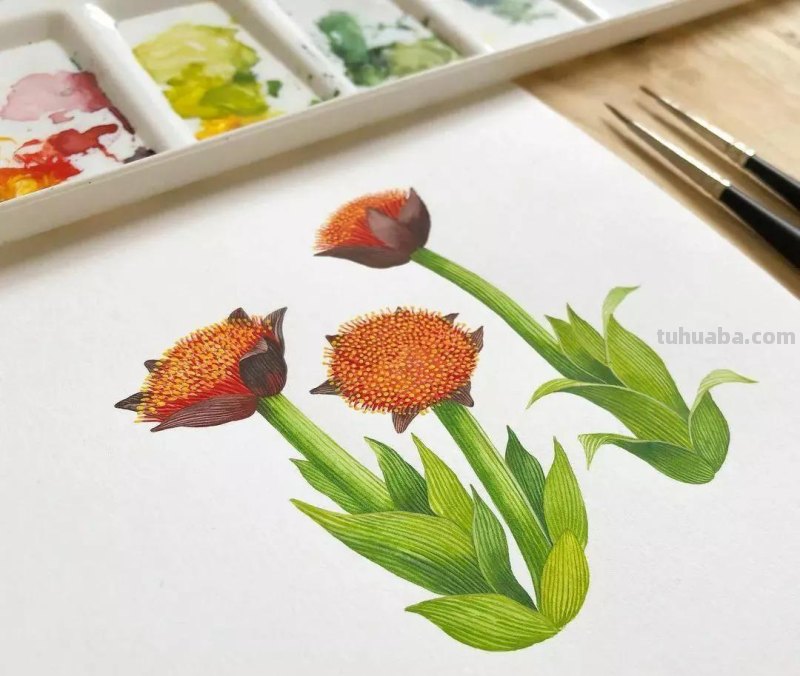 水彩插画—水彩里的动物世界，神奇的色彩