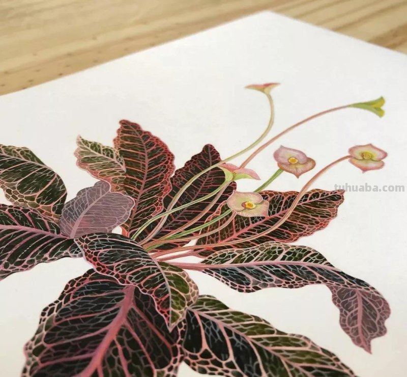 水彩插画—水彩里的动物世界，神奇的色彩