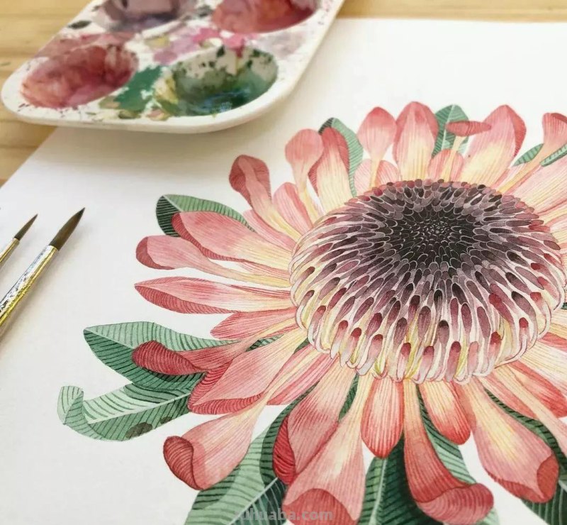 水彩插画—水彩里的动物世界，神奇的色彩