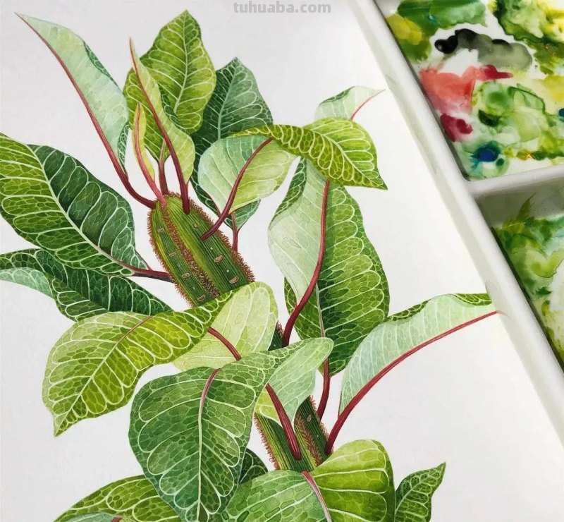 水彩插画—水彩里的动物世界，神奇的色彩
